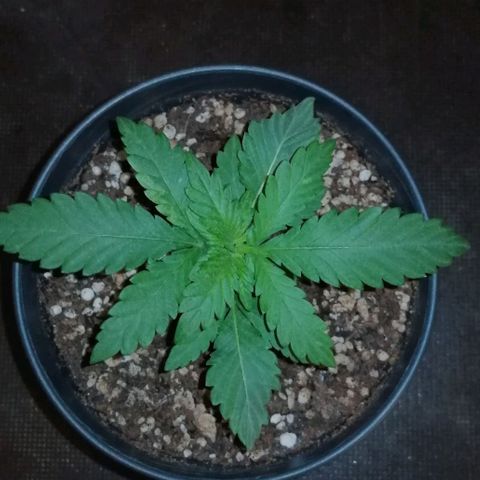 Fat Banana  growlog timeline photo