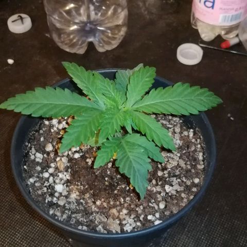 Fat Banana  growlog timeline photo