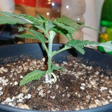 Fat Banana  growlog timeline photo