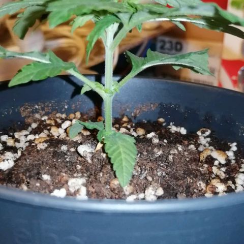 Fat Banana  growlog timeline photo