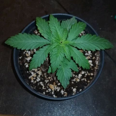 Fat Banana  growlog timeline photo