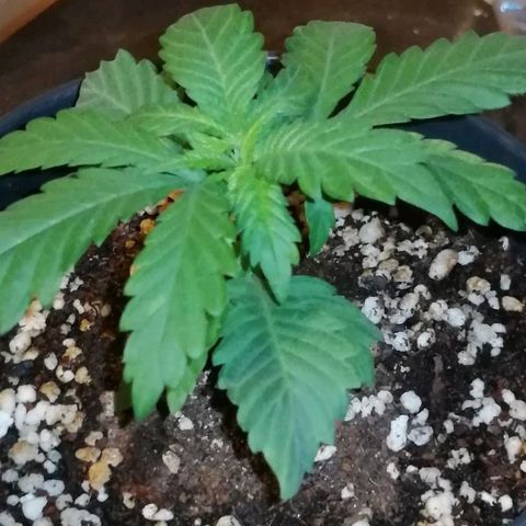 Fat Banana  growlog timeline photo