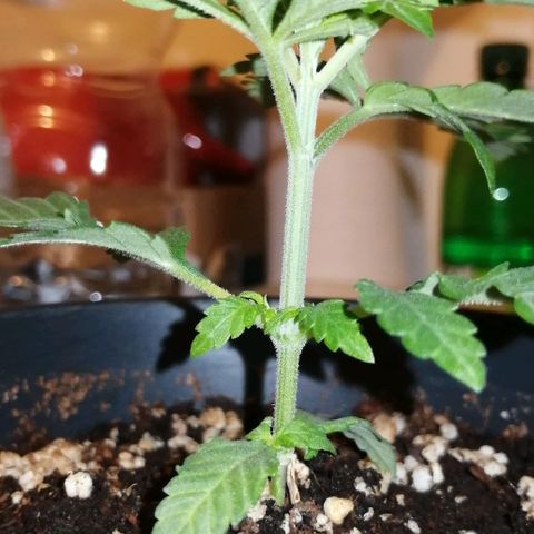 Fat Banana  growlog timeline photo