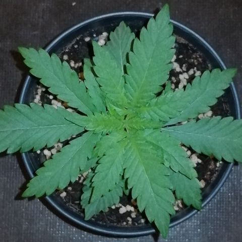 Fat Banana  growlog timeline photo
