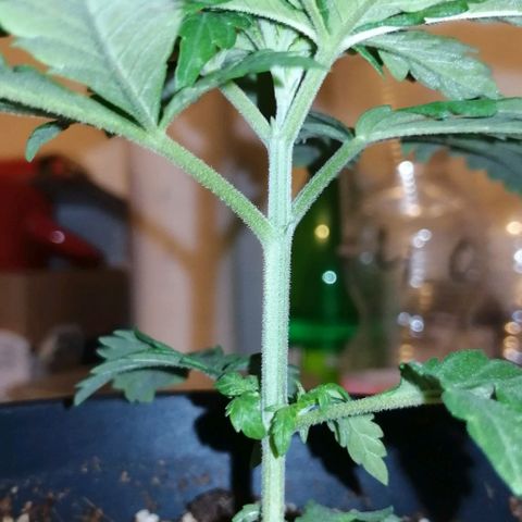 Fat Banana  growlog timeline photo
