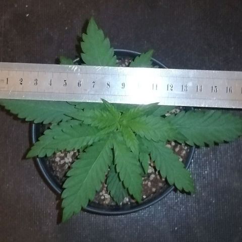 Fat Banana  growlog timeline photo