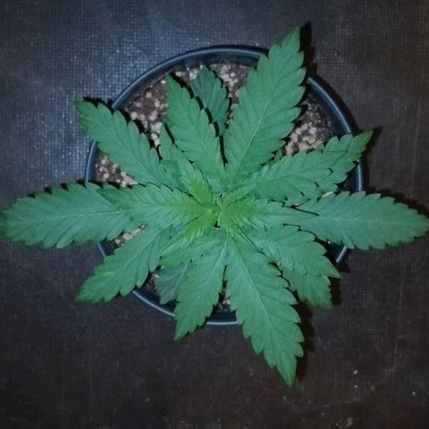 Fat Banana  growlog timeline photo
