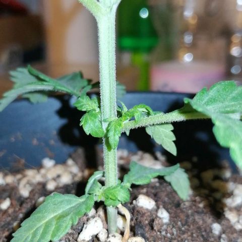 Fat Banana  growlog timeline photo