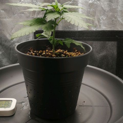 Fat Banana  growlog timeline photo