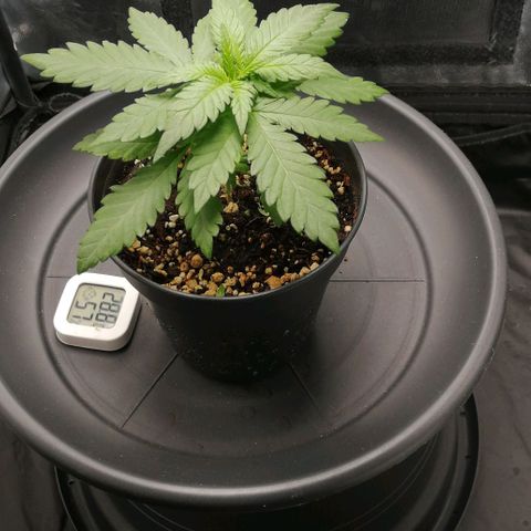 Fat Banana  growlog timeline photo