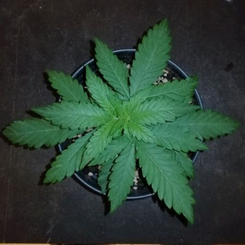 Fat Banana  growlog timeline photo