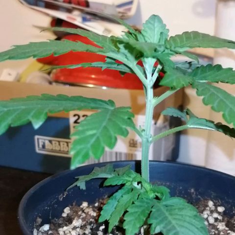 Fat Banana  growlog timeline photo