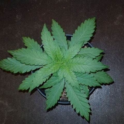 Fat Banana  growlog timeline photo