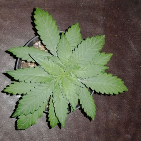 Fat Banana  growlog timeline photo