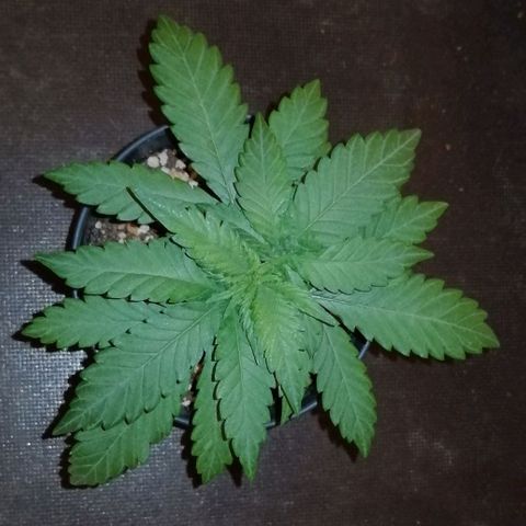 Fat Banana  growlog timeline photo