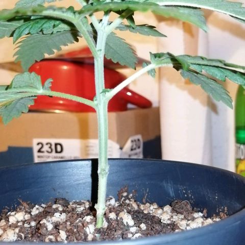 Fat Banana  growlog timeline photo