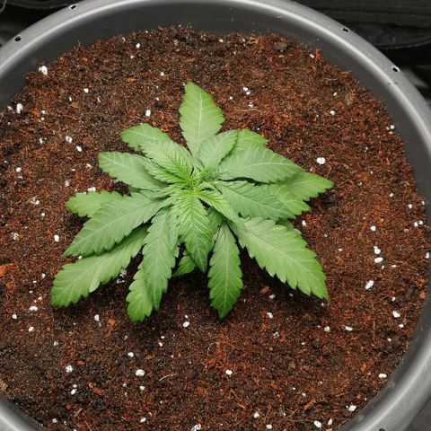Fat Banana  growlog timeline photo