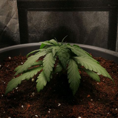 Fat Banana  growlog timeline photo