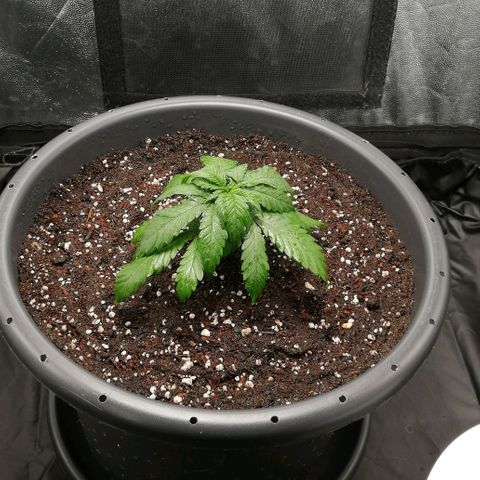 Fat Banana  growlog timeline photo