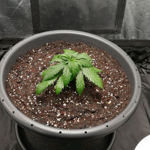 Fat Banana  growlog timeline photo
