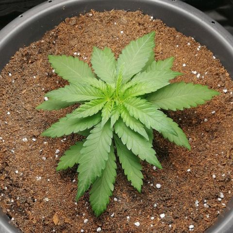 Fat Banana  growlog timeline photo