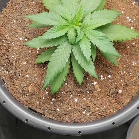 Fat Banana  growlog timeline photo