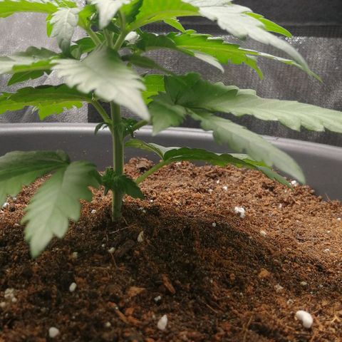 Fat Banana  growlog timeline photo