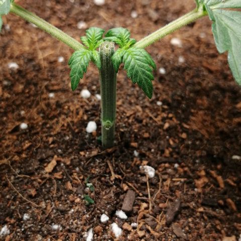 Fat Banana  growlog timeline photo