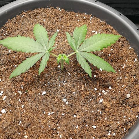 Fat Banana  growlog timeline photo