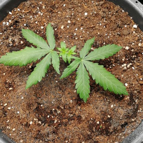 Fat Banana  growlog timeline photo