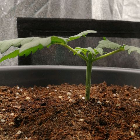 Fat Banana  growlog timeline photo