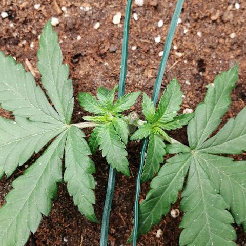 Fat Banana  growlog timeline photo