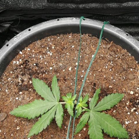 Fat Banana  growlog timeline photo
