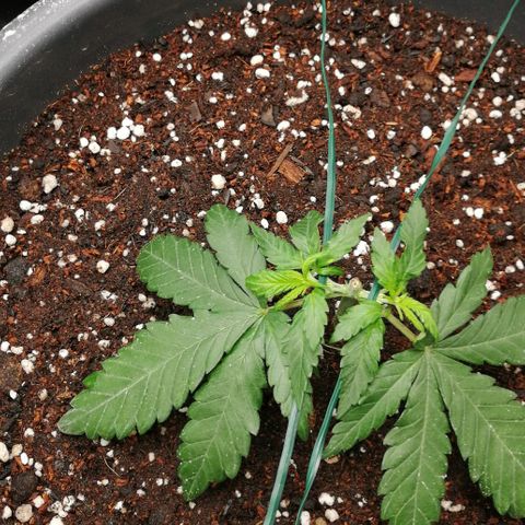 Fat Banana  growlog timeline photo
