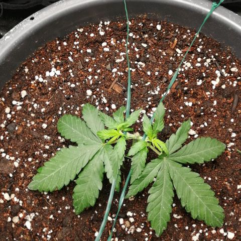 Fat Banana  growlog timeline photo