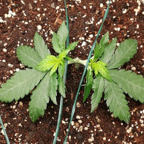 Fat Banana  growlog timeline photo