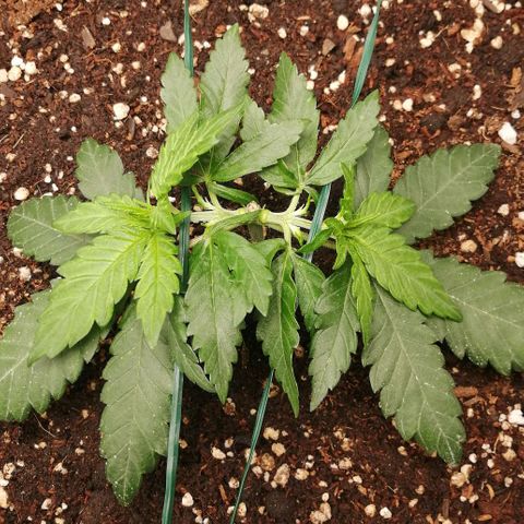 Fat Banana  growlog timeline photo