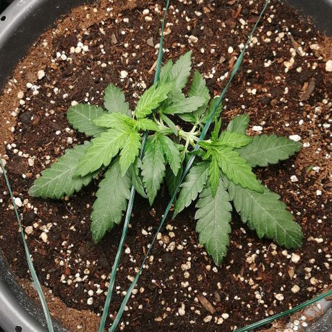 Fat Banana  growlog timeline photo