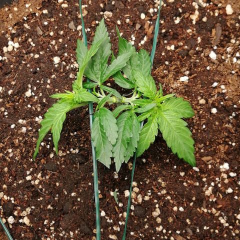 Fat Banana  growlog timeline photo