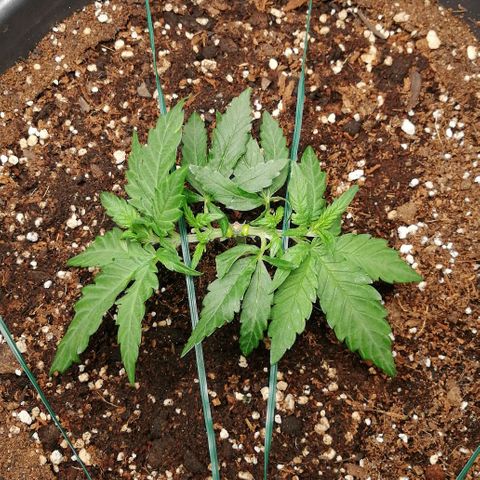 Fat Banana  growlog timeline photo