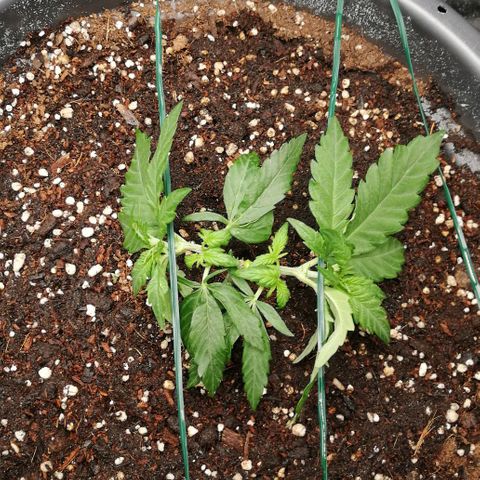 Fat Banana  growlog timeline photo