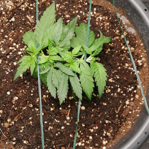 Fat Banana  growlog timeline photo