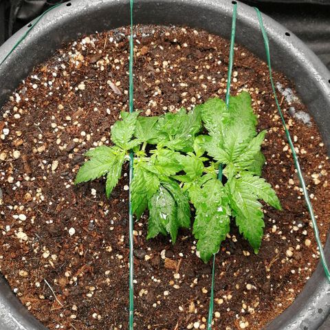 Fat Banana  growlog timeline photo