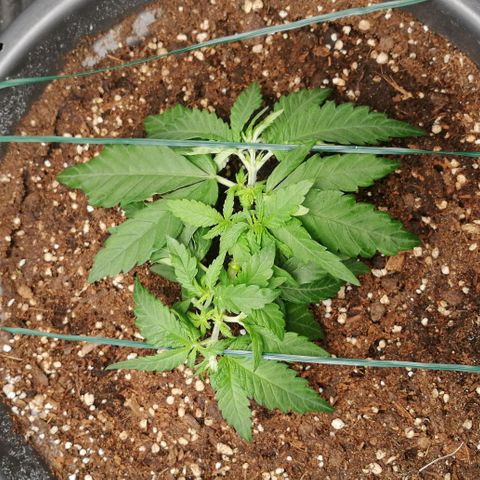 Fat Banana  growlog timeline photo