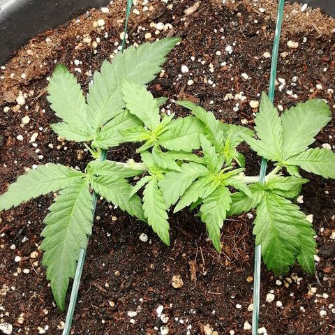 Fat Banana  growlog timeline photo
