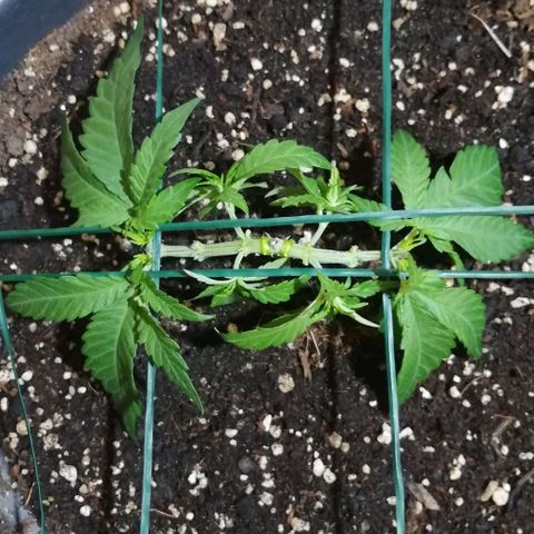 Fat Banana  growlog timeline photo