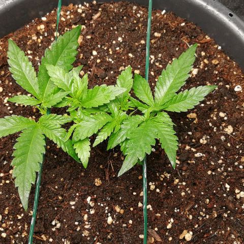 Fat Banana  growlog timeline photo