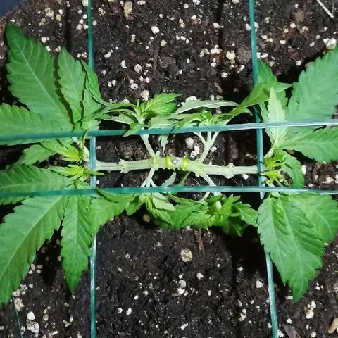 Fat Banana  growlog timeline photo