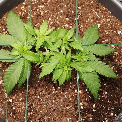 Fat Banana  growlog timeline photo
