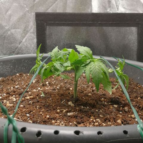 Fat Banana  growlog timeline photo